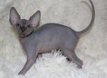 Igor - Sphynx Cat For Sale - Brooklyn&comma; NY&comma; US