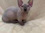 Camille - Sphynx Cat For Sale - Brooklyn&comma; NY&comma; US