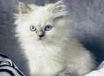 leo - Himalayan Cat For Sale - Barrington&comma; IL&comma; US