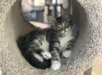 Silver - Maine Coon Cat For Sale - Boerne&comma; TX&comma; US