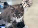 Stash - Maine Coon Cat For Sale - Boerne&comma; TX&comma; US