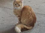 Long Hair Orange kitten - American Longhair Cat For Sale - WI&comma; US
