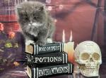D litter - Siberian Cat For Sale - Clintwood&comma; VA&comma; US