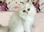 British kittens 3 - British Shorthair Cat For Sale - Brooklyn&comma; NY&comma; US