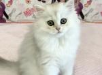 Longhair Kira - British Shorthair Cat For Sale - Brooklyn&comma; NY&comma; US