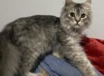 Ragamuffin       silver boy - Ragamuffin Cat For Sale - Salem&comma; OR&comma; US