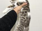 Bengal Mix Male - Bengal Cat For Sale - Beach Park&comma; IL&comma; US