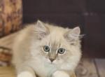 Blue Mink Lynx Boy - Ragdoll Cat For Sale - Helena&comma; MT&comma; US