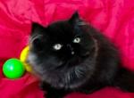 Zuma rare black solid Halloween baby girl - Persian Cat For Sale - TX&comma; US