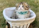 Scottish Fold  boy - Scottish Fold Cat For Sale - Kent&comma; WA&comma; US