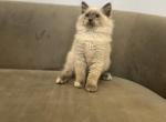 Mr Tom - Ragdoll Cat For Sale - Mount Vernon&comma; WA&comma; US