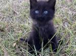 Brom Bones - Maine Coon Cat For Sale - Columbus&comma; GA&comma; US