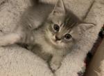 Sweet point tabby boy kitten - Scottish Fold Cat For Sale - Herndon&comma; VA&comma; US