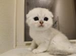 Gravy - Scottish Fold Cat For Sale - Houston&comma; TX&comma; US