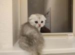 Gadget - Scottish Fold Cat For Sale - Houston&comma; TX&comma; US