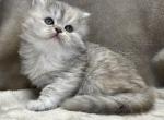 Polly - Persian Cat For Sale - Callahan&comma; FL&comma; US