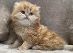 Seymour - Persian Cat For Sale - Callahan&comma; FL&comma; US