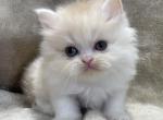 Cooper - Persian Cat For Sale - Callahan&comma; FL&comma; US