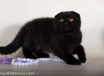 Los Angeles Bianka pure black scottish fold girl - Scottish Fold Cat For Sale - TX&comma; US