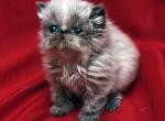 Babbling  Blue Seal Point - Himalayan Cat For Sale - Cedar Rapids&comma; IA&comma; US