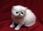 Gorgeous White - Persian Cat For Sale - Cedar Rapids&comma; IA&comma; US