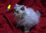 Peaches by Cha Cha x Mr Bo Jangles - Persian Cat For Sale - Cedar Rapids&comma; IA&comma; US