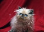 Blue point by Flueffay x The Holy Grail - Himalayan Cat For Sale - Cedar Rapids&comma; IA&comma; US