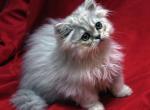 Hi Oh Silver by Cha Cha x Mr Bo Jangles - Persian Cat For Sale - Cedar Rapids&comma; IA&comma; US