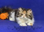 Ksyusha - Persian Cat For Sale - Yucca Valley&comma; CA&comma; US