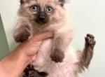 Seal Point Ragdoll Female kitten - Ragdoll Cat For Sale - Beach Park&comma; IL&comma; US
