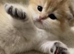 Litter D - Scottish Fold Cat For Sale - Staten Island&comma; NY&comma; US