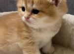British golden chinchilla - British Shorthair Cat For Sale - Staten Island&comma; NY&comma; US