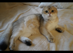 SHARIK - Scottish Fold Cat For Sale - San Mateo&comma; CA&comma; US