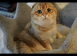 LELIK - Scottish Fold Cat For Sale - San Mateo&comma; CA&comma; US