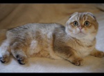 LELIKK - British Shorthair Cat For Sale - San Mateo&comma; CA&comma; US