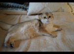 PONA - Scottish Fold Cat For Sale - San Mateo&comma; CA&comma; US