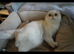 Gelik - Scottish Fold Cat For Sale - San Mateo&comma; CA&comma; US