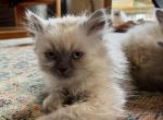 Remi - Himalayan Cat For Sale - Farmington&comma; MI&comma; US