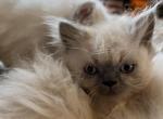 Milo - Himalayan Cat For Sale - Farmington&comma; MI&comma; US