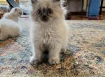 Sandy - Himalayan Cat For Sale - Farmington&comma; MI&comma; US