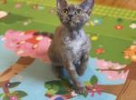 Sweetie - Devon Rex Cat For Sale - Brooklyn&comma; NY&comma; US