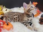 TICA registered Bengal Male - Bengal Cat For Sale - Daytona Beach&comma; FL&comma; US