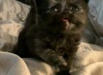 Tortoiseshell Persian Female - Persian Cat For Sale - Clay&comma; PA&comma; US