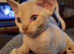 Peter Piper - Devon Rex Cat For Sale - Stanford&comma; MT&comma; US