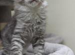 Diesel - Maine Coon Cat For Sale - Staten Island&comma; NY&comma; US