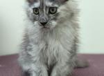 Denise - Maine Coon Cat For Sale - Staten Island&comma; NY&comma; US
