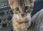 Spotted boy - Bengal Cat For Sale - Macon&comma; MO&comma; US