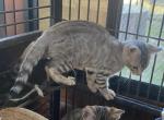 Sean - Bengal Cat For Sale - Macon&comma; MO&comma; US