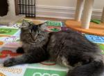 Zara - Scottish Straight Cat For Sale - New York&comma; NY&comma; US