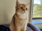 Wally - Scottish Straight Cat For Sale - New York&comma; NY&comma; US